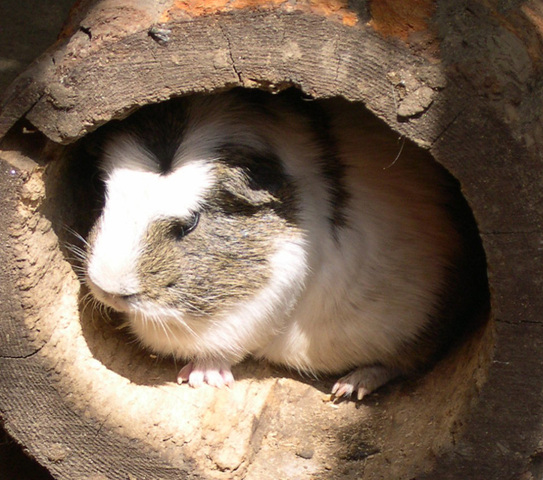cavy guinea pig