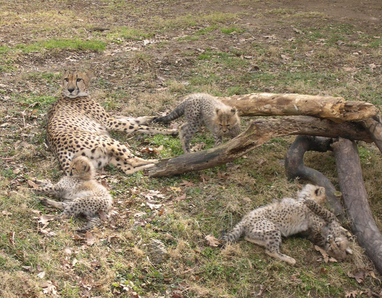 cheetah13