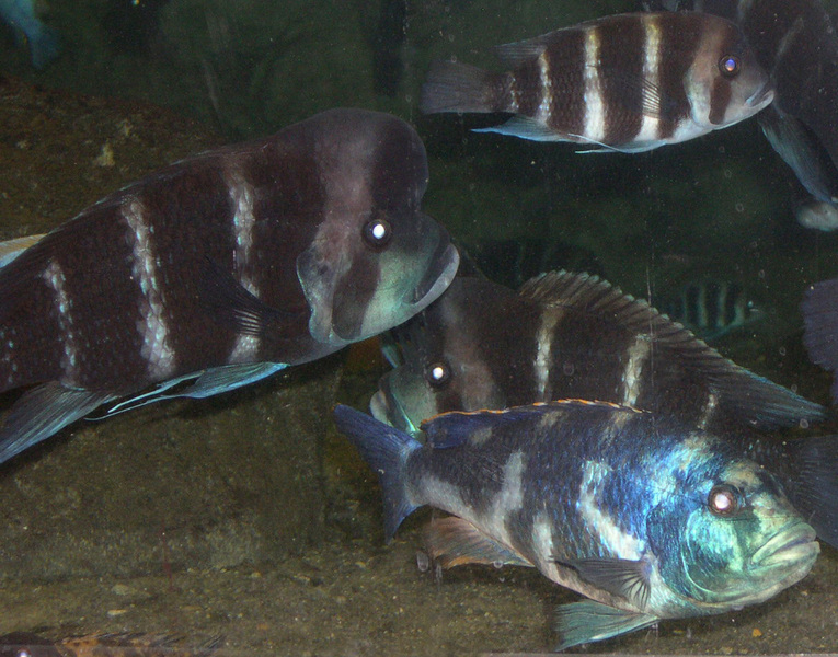 cichlids_many