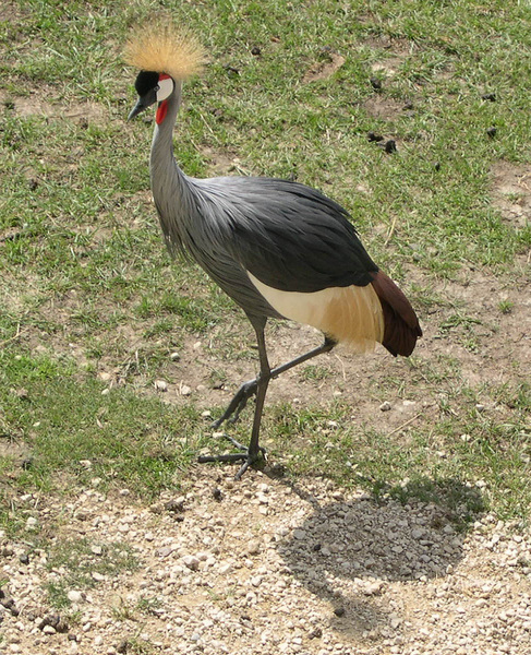 crownedcrane2