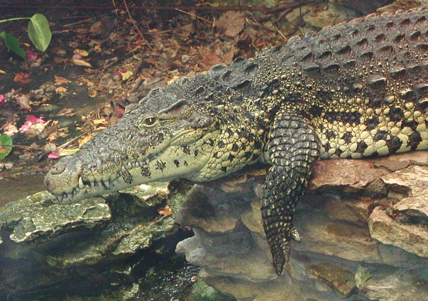 Crocodylus rhombifer