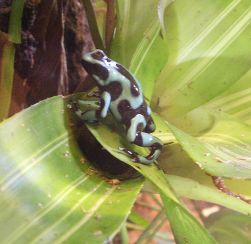 Poison Dart Frogs  Museum of Biological Diversity
