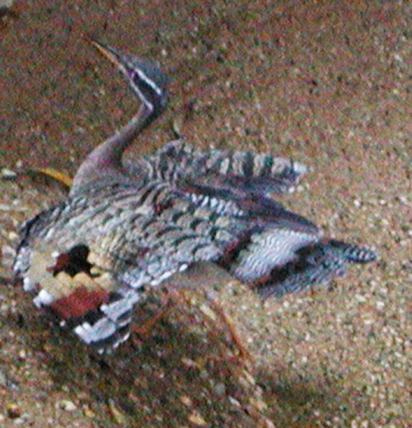 Deuterostomia