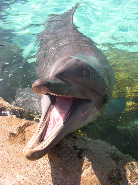 Tursiops truncatus