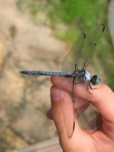 dragonfly1