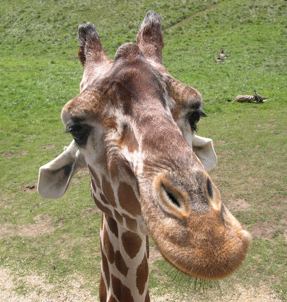 giraffeportrait