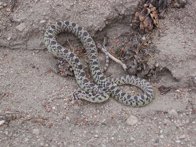 How we tracked the eating habits of snakes in Africa with the help