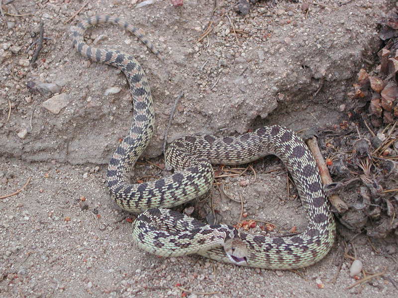 Pituophis catenifer