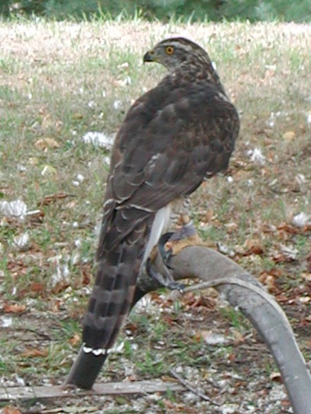 goshawk