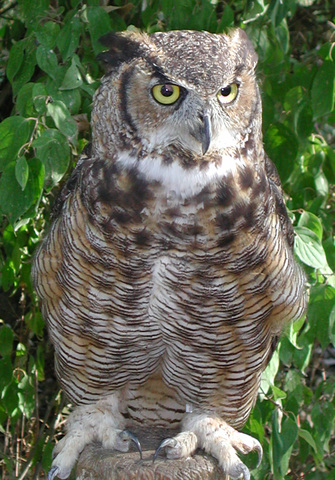 great horned owl nesting habits