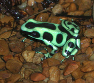 Dendrobates auratus