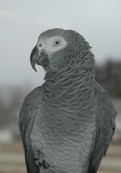 Psittacus erithacus