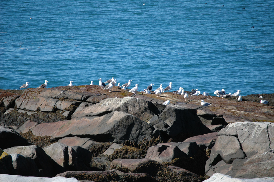 Charadriiformes