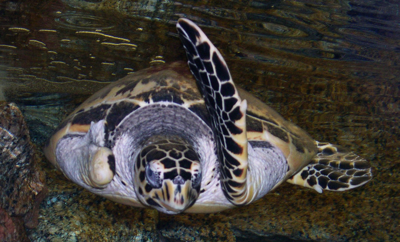 Adw Eretmochelys Imbricata Information