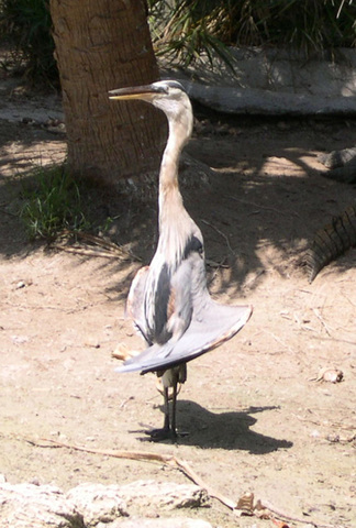 ADW: Ardea Herodias: INFORMATION