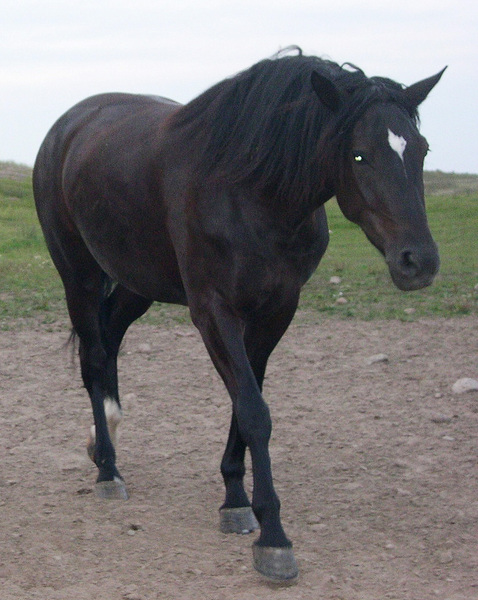 Equus caballus