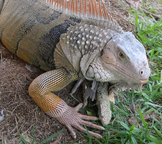 are iguanas good with dogs