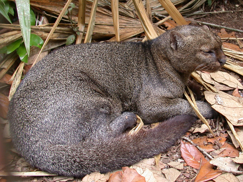 Puma yagouaroundi