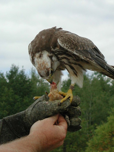 Falco biarmicus