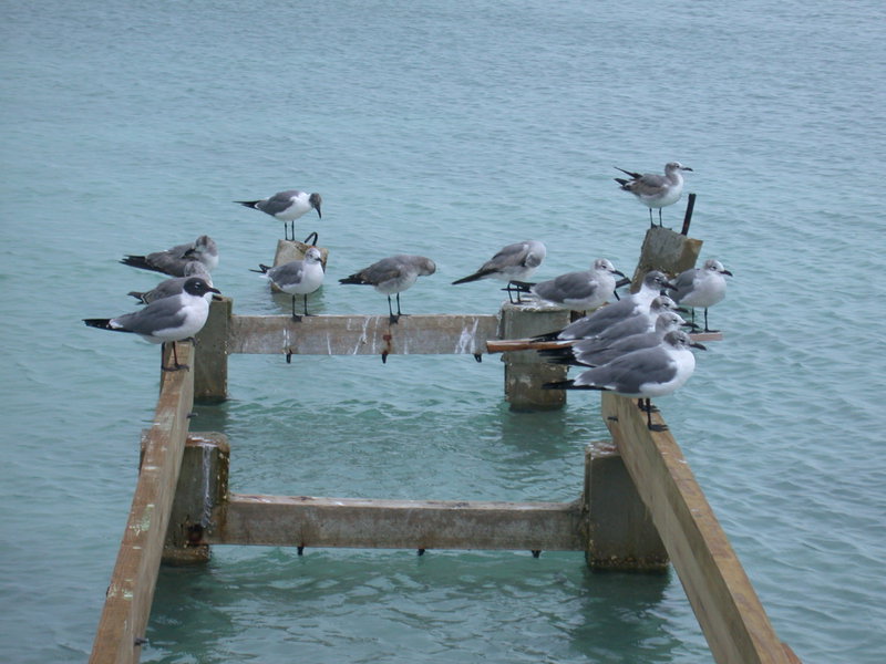 Larus atricilla