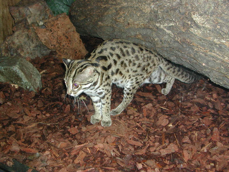 leopardcat