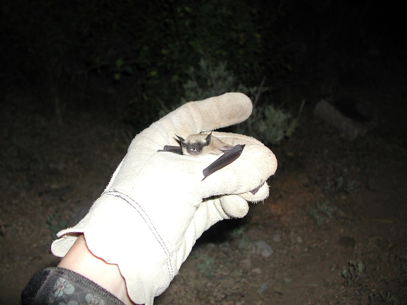 Myotis californicus