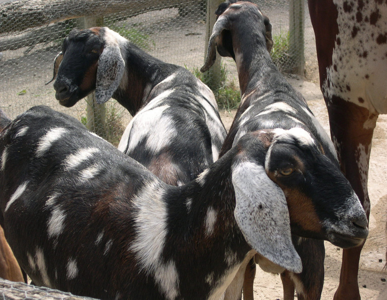 nubian_goats2