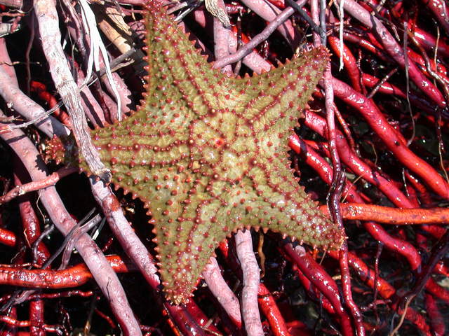 Red Cushion Sea Star (Oreaster reticulatus) - ANGARI Foundation