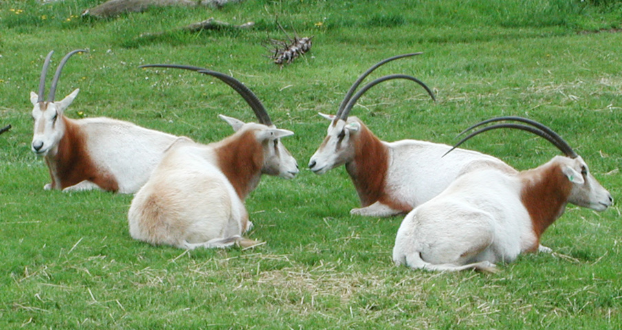 ADW: Oryx dammah: INFORMATION