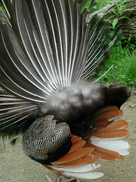 Pavo cristatus