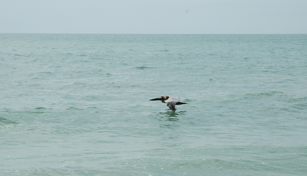 Pelecanus occidentalis