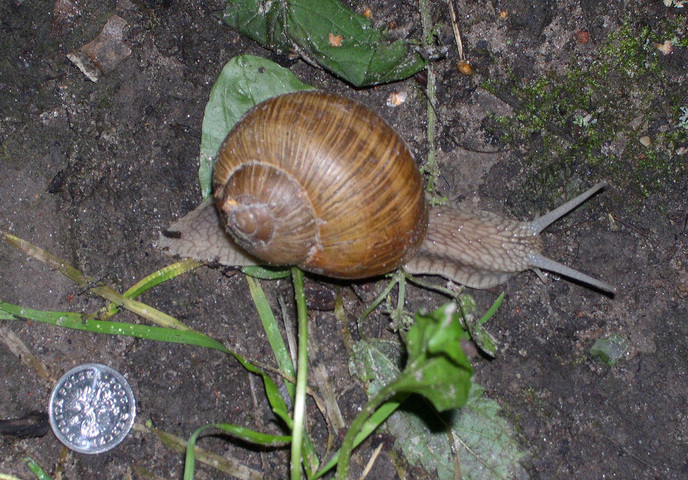 roman snail body parts