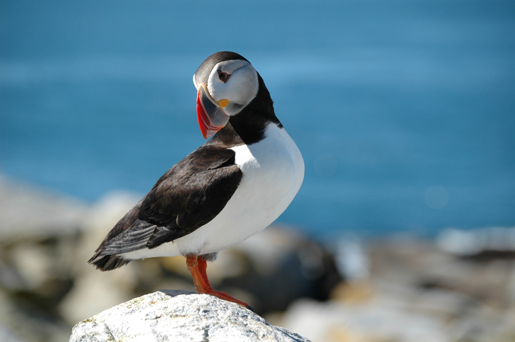 Discover the Atlantic Puffin - Nature Canada