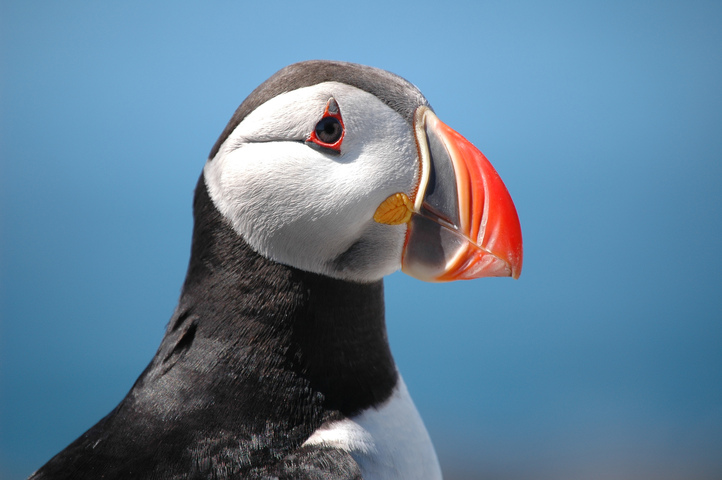 The Secret of This Puffin's Big Beak