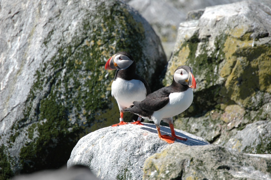 Charadriiformes