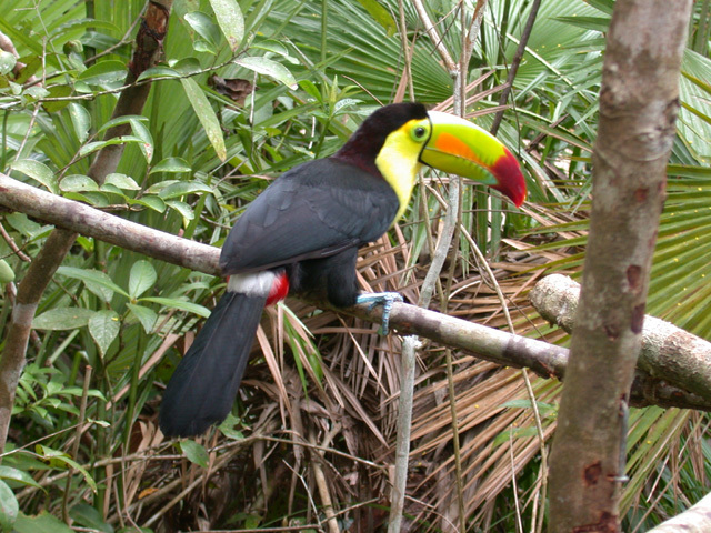 Ramphastos sulfuratus