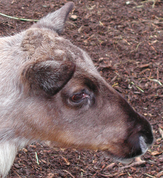 Rangifer tarandus