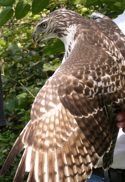 Buteo jamaicensis