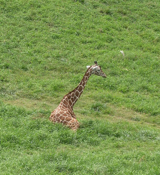 Giraffa camelopardalis