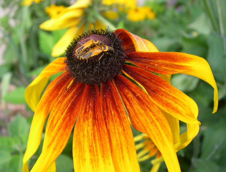 rudbeckia1