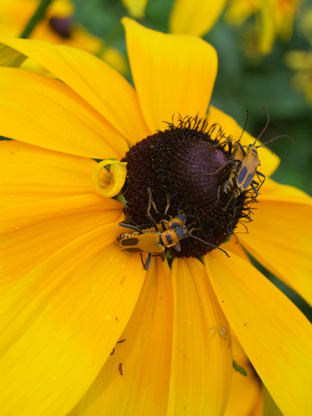 rudbeckia2