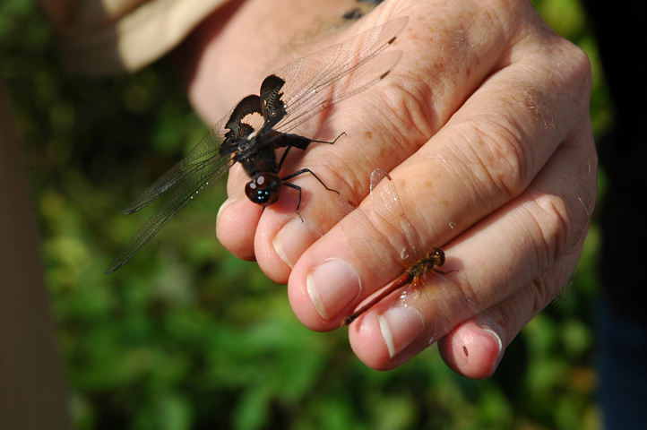 Photo of Tramea lacerata