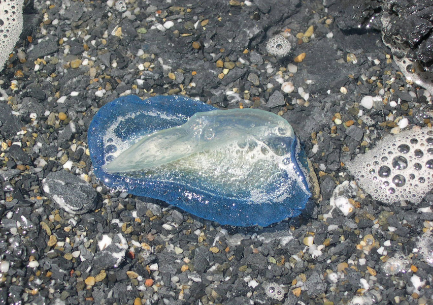 Velella