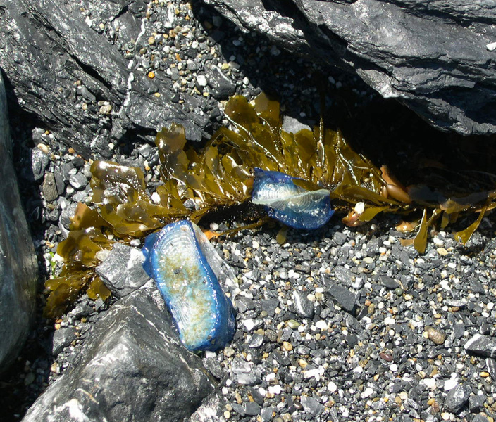 Velella velella