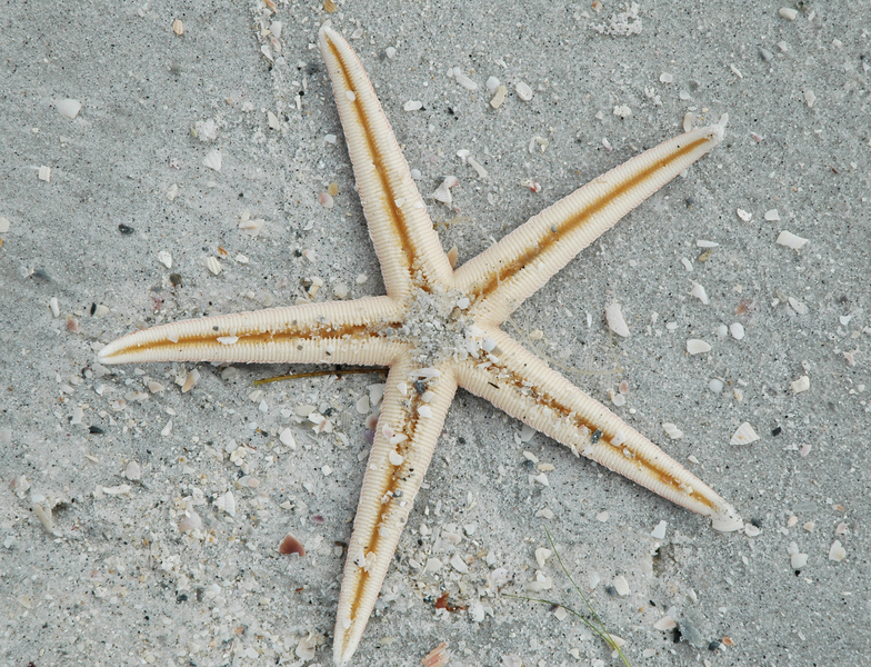 seastar_ventral