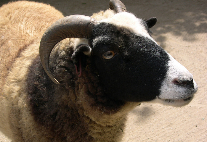 ADW: Ovis aries: INFORMATION