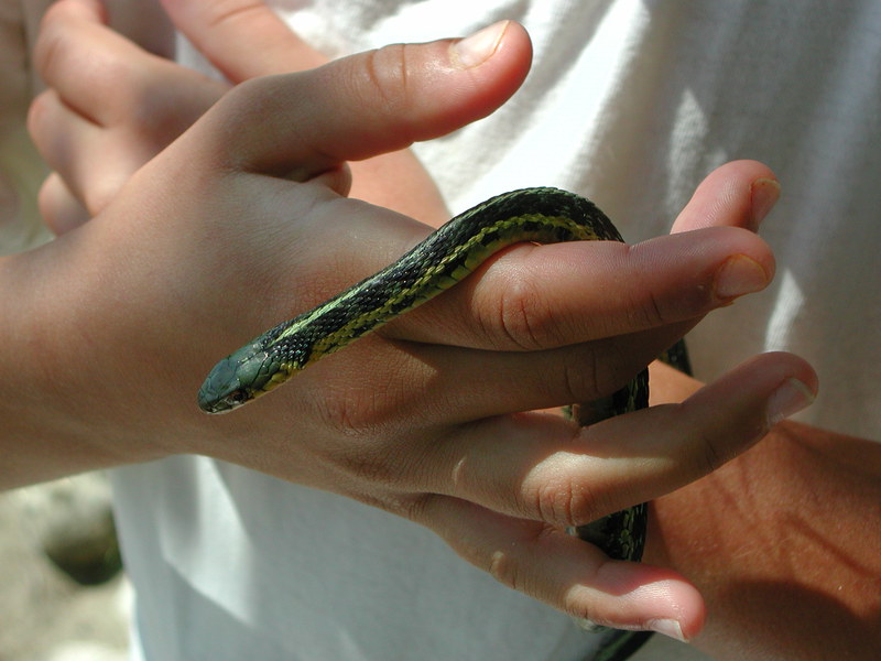 Thamnophis