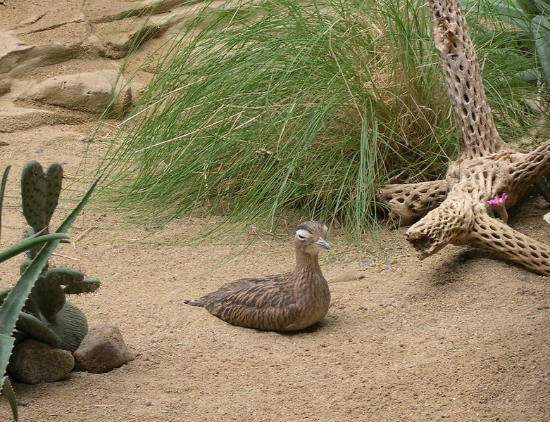 Charadriiformes