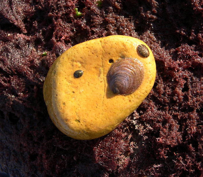 tidepools5