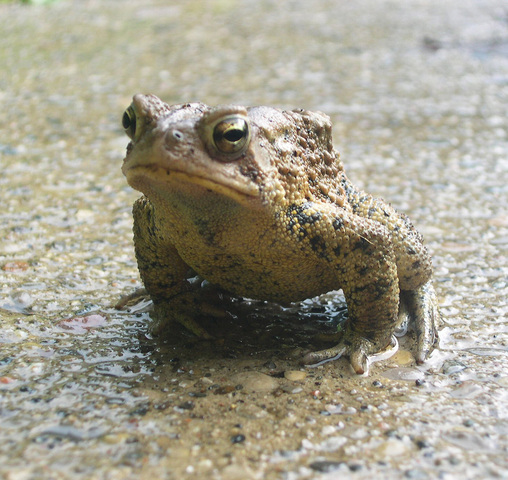 Photo of Anaxyrus americanus